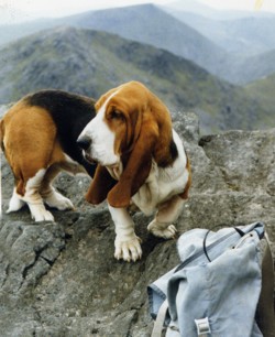 Basset Jemima on Clisham